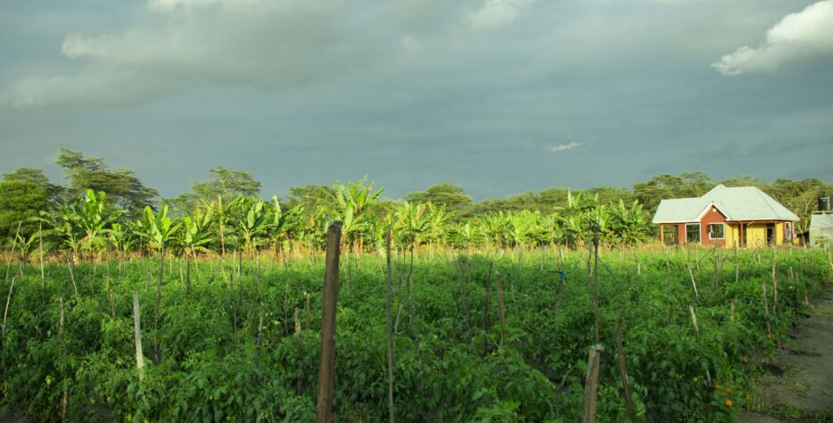 The Climate-Smart Agriculture (CSA) Training Program at Msovi Agro Conservation Initiative equips farmers, volunteers, and community members with practical knowledge and techniques to adapt to climate change, increase productivity, and protect the environment.